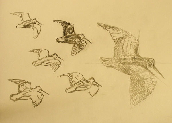 Woodcock in flight drawings
